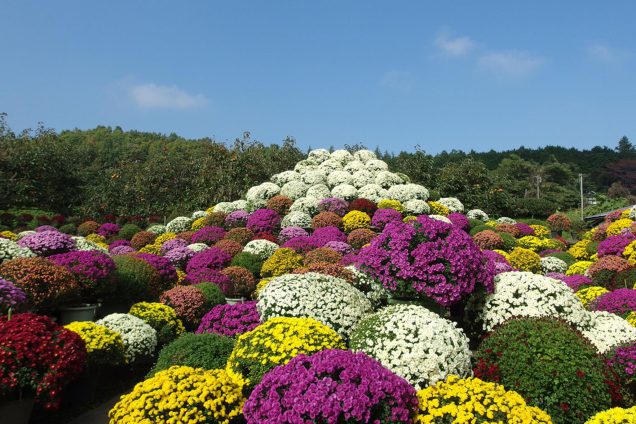 「ざる菊園」(鈴木さん宅) 10月下旬頃~11月中旬頃